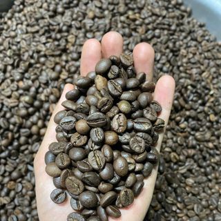 Robusta Coffee Bean Premium