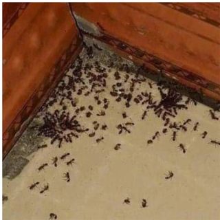 Bình Xịt AiBio Xua Đuổi Muỗi Kiến Gián Côn Trùng Hiệu Quả Nhanh Chóng An Toàn Cho Cả Người Và Vật Nuôi