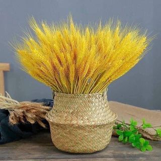 Bó bông lúa mạch khô 100 nhánh trang trí