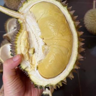 Sầu Riêng Hạt truyền thống trái tươi - đặc sản Daklak