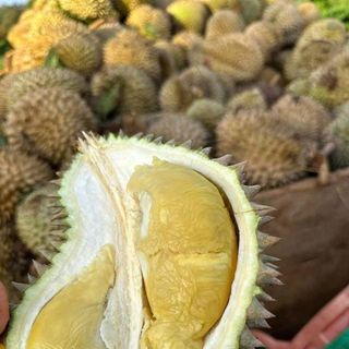 Sầu Riêng Hạt truyền thống trái tươi - đặc sản Daklak