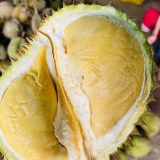 Sầu Riêng Hạt Nguyên Trái