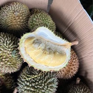 Sầu Riêng Hạt Nguyên Trái