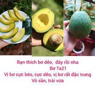 Bơ Tươi TA21_Size 2-3-4 trái/kg