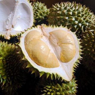 Sầu Riêng Hạt Nguyên Trái