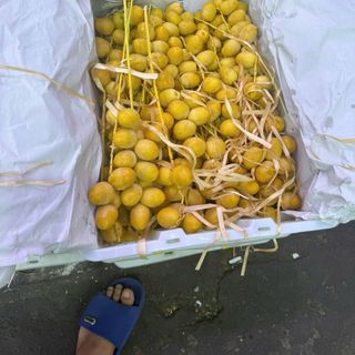 Chà Là Cành