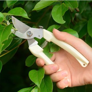 Kéo cắt cành Trắng