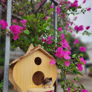 Tổ Chim To Gỗ Tự Nhiên - NHẬN SỈ, NHẬN THIẾT KẾ RIÊNG