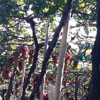 MẬT NHO