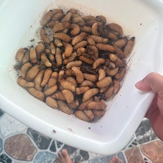 Đuông dừa