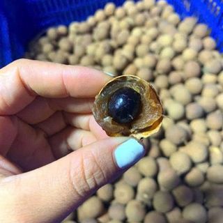 Nhãn Sấy Khô (Thùng 25Kg)