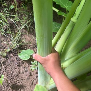 Dọc mùng “ bạc hà”
