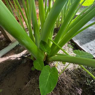 Dọc mùng “ bạc hà”