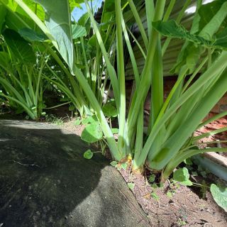 Dọc mùng “ bạc hà”
