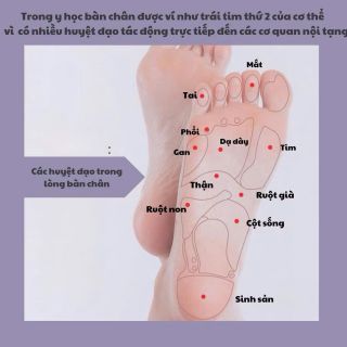 Máy  Massage Bàn Chân Cao Cấp – Bàn Lăn Bấm Huyệt Từ Tính Thư Giãn Toàn Thân
