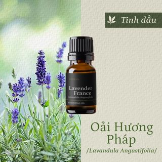 Tinh dầu Hoa Oải Hương - Lavender Pháp thiên nhiên thơm lành xông phòng hoa cỏ mềm an thần ngủ ngon kháng khuẩn | SCENT