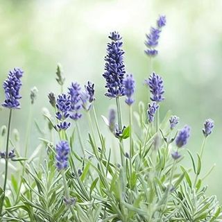 Tinh dầu Hoa Oải Hương - Lavender Pháp thiên nhiên thơm lành xông phòng hoa cỏ mềm an thần ngủ ngon kháng khuẩn | SCENT
