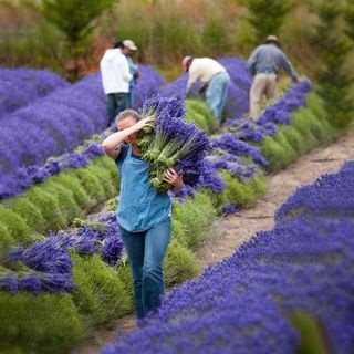 Tinh dầu Hoa Oải Hương - Lavender Pháp thiên nhiên thơm lành xông phòng hoa cỏ mềm an thần ngủ ngon kháng khuẩn | SCENT
