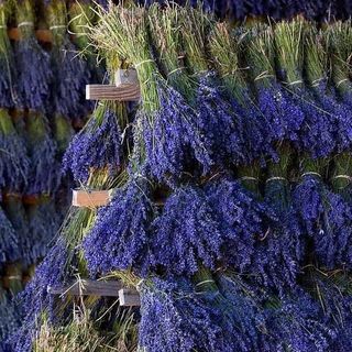 Tinh dầu Hoa Oải Hương - Lavender Pháp thiên nhiên thơm lành xông phòng hoa cỏ mềm an thần ngủ ngon kháng khuẩn | SCENT