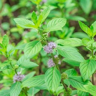 Tinh dầu bạċ Hà Á - Cornmint thiên nhiên thơm lành xông phòng mát lạnh ngọt dịu an thần thông mũi thư giãn | SCENT