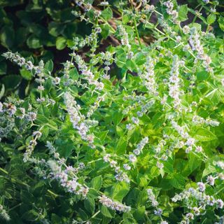 Tinh dầu bạċ Hà Á - Cornmint thiên nhiên thơm lành xông phòng mát lạnh ngọt dịu an thần thông mũi thư giãn | SCENT