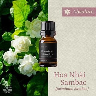 Absolute Tinh dầu Hoa Nhài - Jasmine Sambac thiên nhiên thơm lành ngọt ngào thư giãn chế tác hương nồng độ 10% | SCENT
