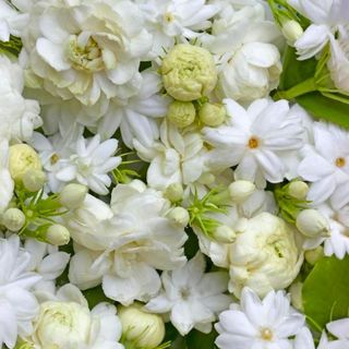 Absolute Tinh dầu Hoa Nhài - Jasmine Sambac thiên nhiên thơm lành ngọt ngào thư giãn chế tác hương nồng độ 10% | SCENT