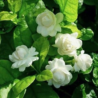 Absolute Tinh dầu Hoa Nhài - Jasmine Sambac thiên nhiên thơm lành ngọt ngào thư giãn chế tác hương nồng độ 10% | SCENT