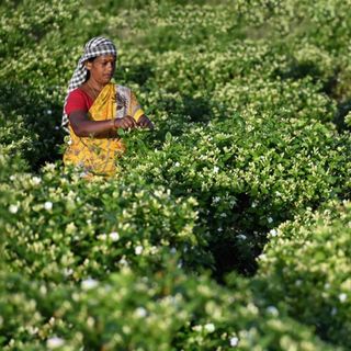Absolute Tinh dầu Hoa Nhài - Jasmine Sambac thiên nhiên thơm lành ngọt ngào thư giãn chế tác hương nồng độ 10% | SCENT