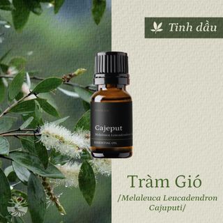 Tinh dầu Tràm Gió – Cajeput thiên nhiên thơm lành xông phòng thảo mộc the mát thông mũi dễ thở ấm kháng khuẩn | SCENT