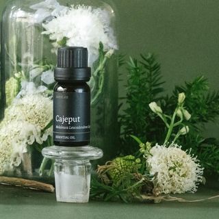 Tinh dầu Tràm Gió – Cajeput thiên nhiên thơm lành xông phòng thảo mộc the mát thông mũi dễ thở ấm kháng khuẩn | SCENT