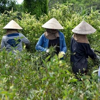 Tinh dầu Tràm Gió – Cajeput thiên nhiên thơm lành xông phòng thảo mộc the mát thông mũi dễ thở ấm kháng khuẩn | SCENT