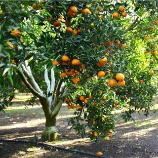Tinh dầu Cam Ngọt - Sweet Orange thiên nhiên thơm lành xông phòng ngọt ngào hứng khởi thanh lọc không khí | SCENT