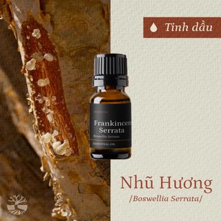 Tinh dầu Nhũ Hương - Frankincense Serrata thiên nhiên thơm lành xông phòng nhựa cây giảm ho an thần dưỡng da | SCENT
