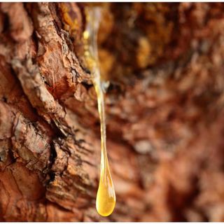 Tinh dầu Nhũ Hương - Frankincense Serrata thiên nhiên thơm lành xông phòng nhựa cây giảm ho an thần dưỡng da | SCENT