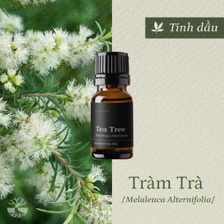 Tinh dầu Tràm Trà - Tea Tree thiên nhiên thơm lành xông phòng tươi mát thảo mộc khử mùi kháng khuẩn làm sạch da | SCENT