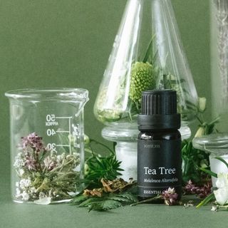 Tinh dầu Tràm Trà - Tea Tree thiên nhiên thơm lành xông phòng tươi mát thảo mộc khử mùi kháng khuẩn làm sạch da | SCENT