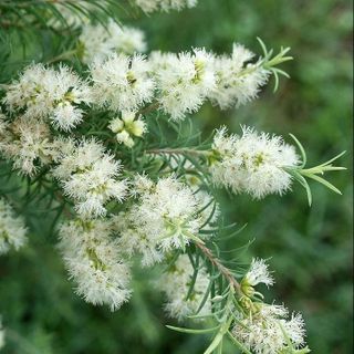 Tinh dầu Tràm Trà - Tea Tree thiên nhiên thơm lành xông phòng tươi mát thảo mộc khử mùi kháng khuẩn làm sạch da | SCENT