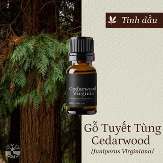 Tinh dầu Gỗ Tuyết Tùng - Cedarwood Virginia thiên nhiên thơm lành xông phòng hương viết chì khô ấm giúp ngủ ngon | SCENT