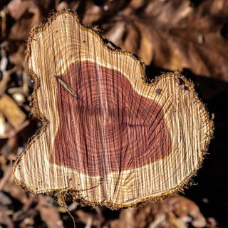 Tinh dầu Gỗ Tuyết Tùng - Cedarwood Virginia thiên nhiên thơm lành xông phòng hương viết chì khô ấm giúp ngủ ngon | SCENT