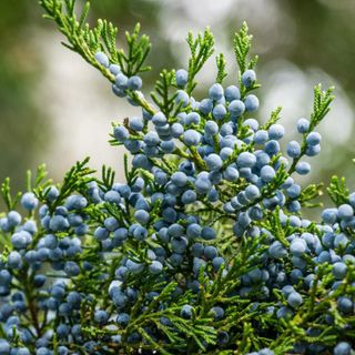 Tinh dầu Gỗ Tuyết Tùng - Cedarwood Virginia thiên nhiên thơm lành xông phòng hương viết chì khô ấm giúp ngủ ngon | SCENT
