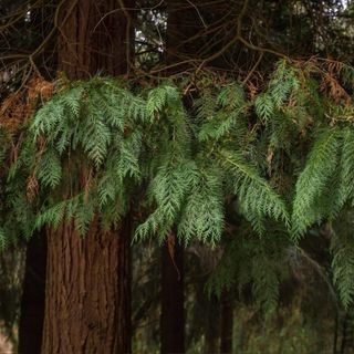 Tinh dầu Gỗ Tuyết Tùng - Cedarwood Virginia thiên nhiên thơm lành xông phòng hương viết chì khô ấm giúp ngủ ngon | SCENT