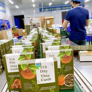 Trà Dây Thìa Canh cho người tiểu đường