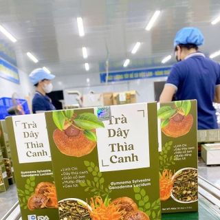 Trà Dây Thìa Canh cho người tiểu đường