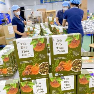 Trà Dây Thìa Canh cho người tiểu đường