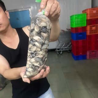 Hàu sữa tách vỏ đủ 1kg