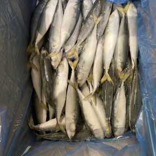 CÁ NỤC SAPA TQ SIZE 8/10