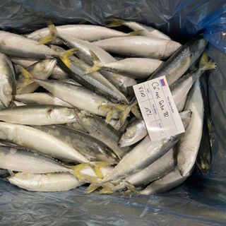 CÁ NỤC SAPA TQ SIZE 8/10