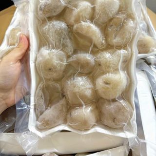HẢI SÂM DỪA