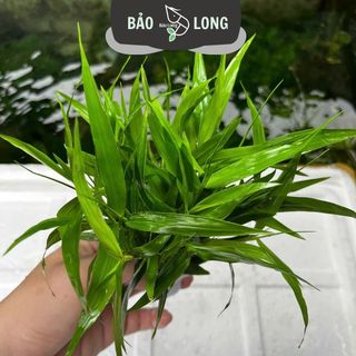 1Kg Cây Tre Nước Thủy Sinh Dễ Trồng Tổng Hợp - Không C02 - Thủy Sinh Bảo Long